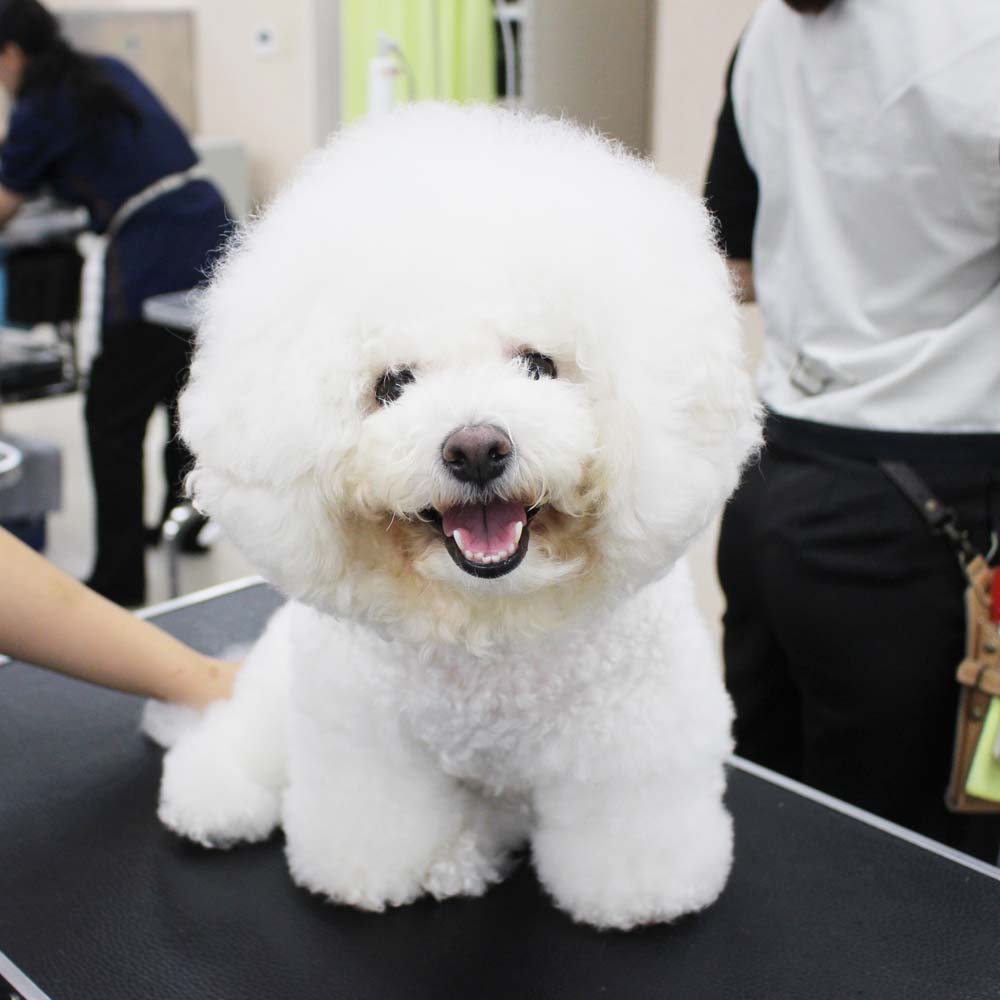 いつもかわいいお客様わんこ♪